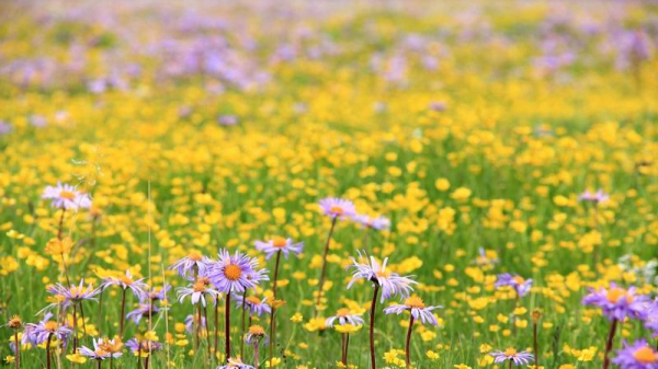 俄木塘花海